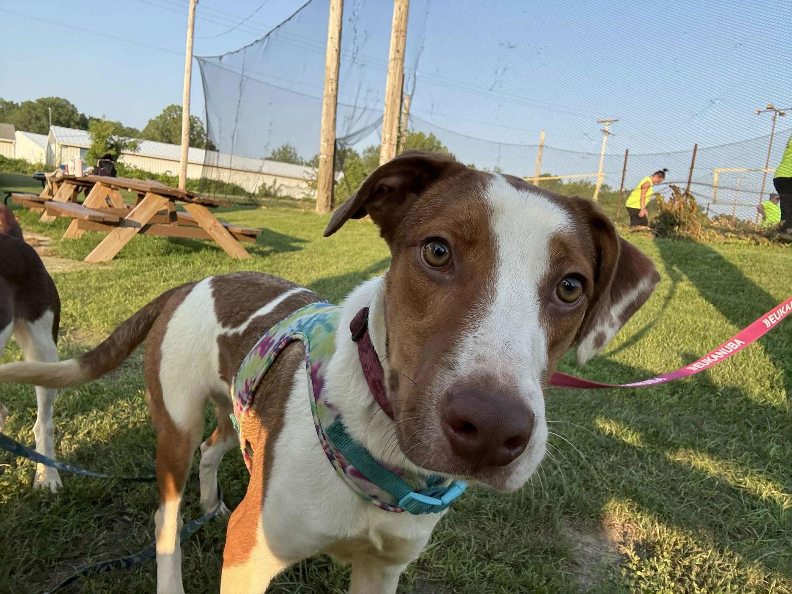 Enlarge Honeybun, a Adoptable Mixed Breed in Coralville, IA image 3/3
