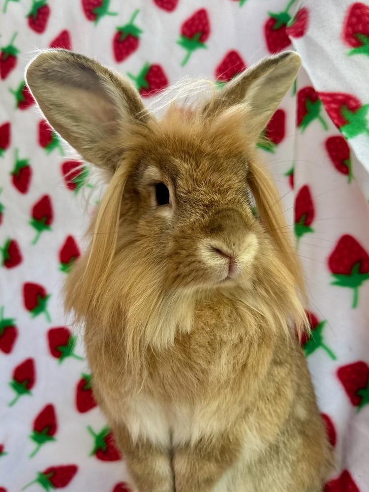 Venus, Adoptable, Adult Female Lionhead.