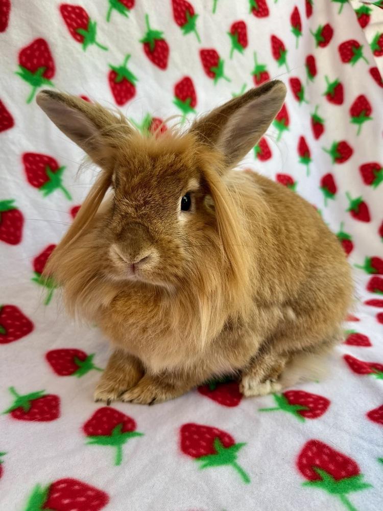 Enlarge Venus, a Adoptable Lionhead in Gainesville, FL image 2/5