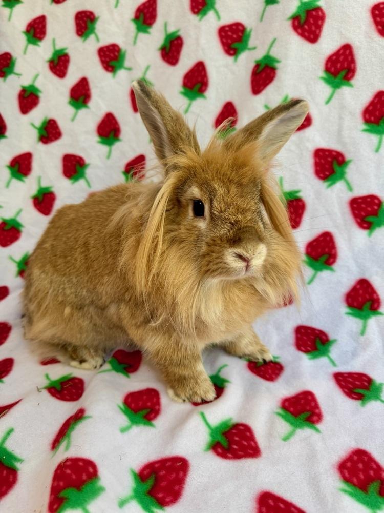 Enlarge Venus, a Adoptable Lionhead in Gainesville, FL image 3/5