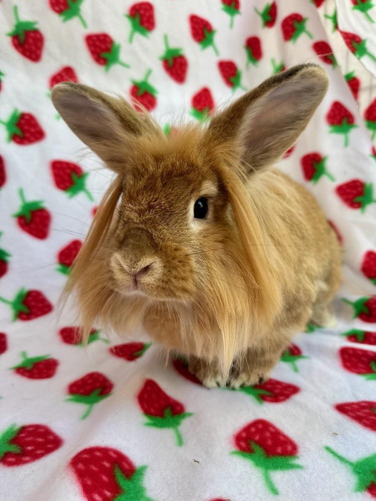 Enlarge Venus, a Adoptable Lionhead in Gainesville, FL image 4/5