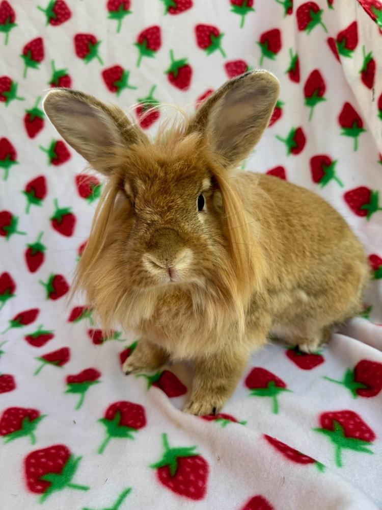 Enlarge Venus, a Adoptable Lionhead in Gainesville, FL image 5/5