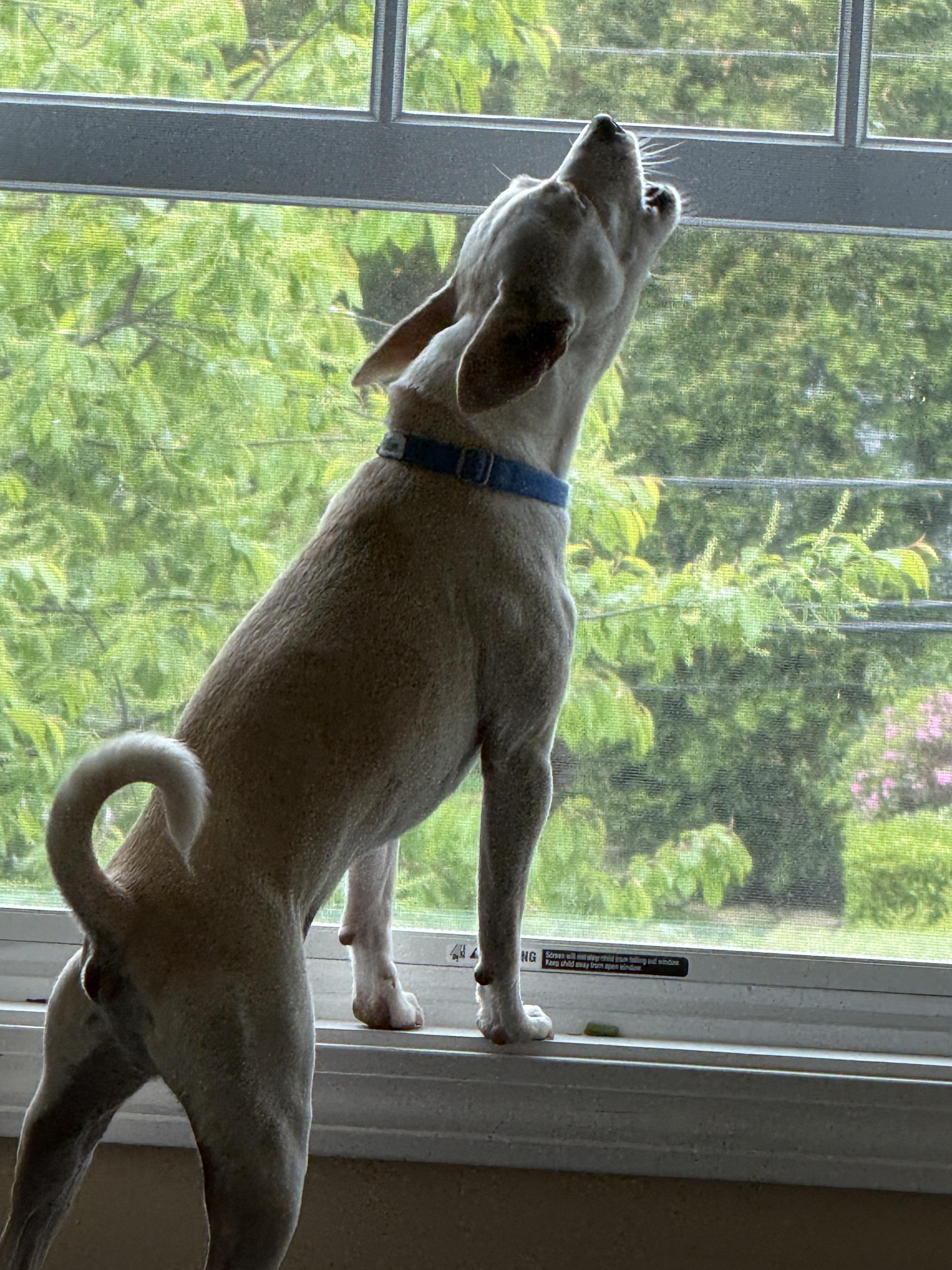 Enlarge Casper, a ADOPTABLE mixed breed in Harrison, NY image 2/6