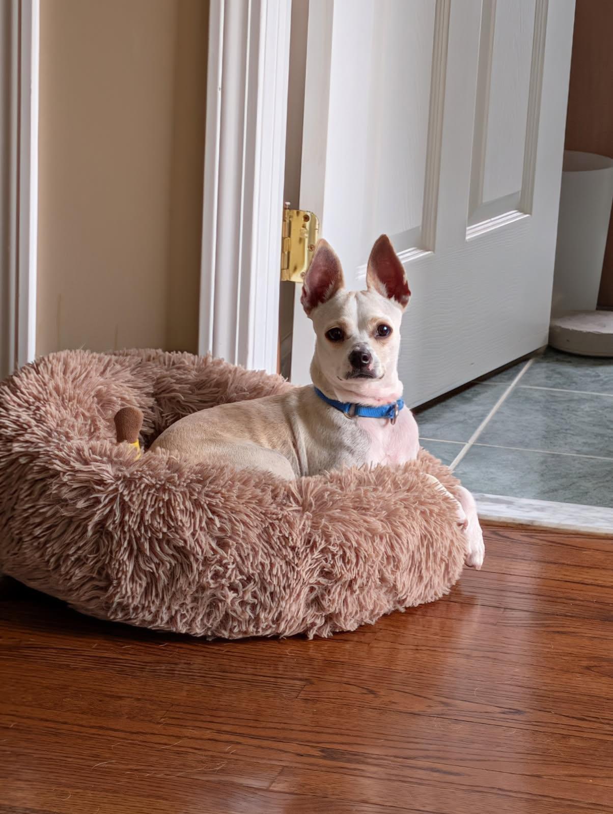 Enlarge Casper, a ADOPTABLE mixed breed in Harrison, NY image 1/6