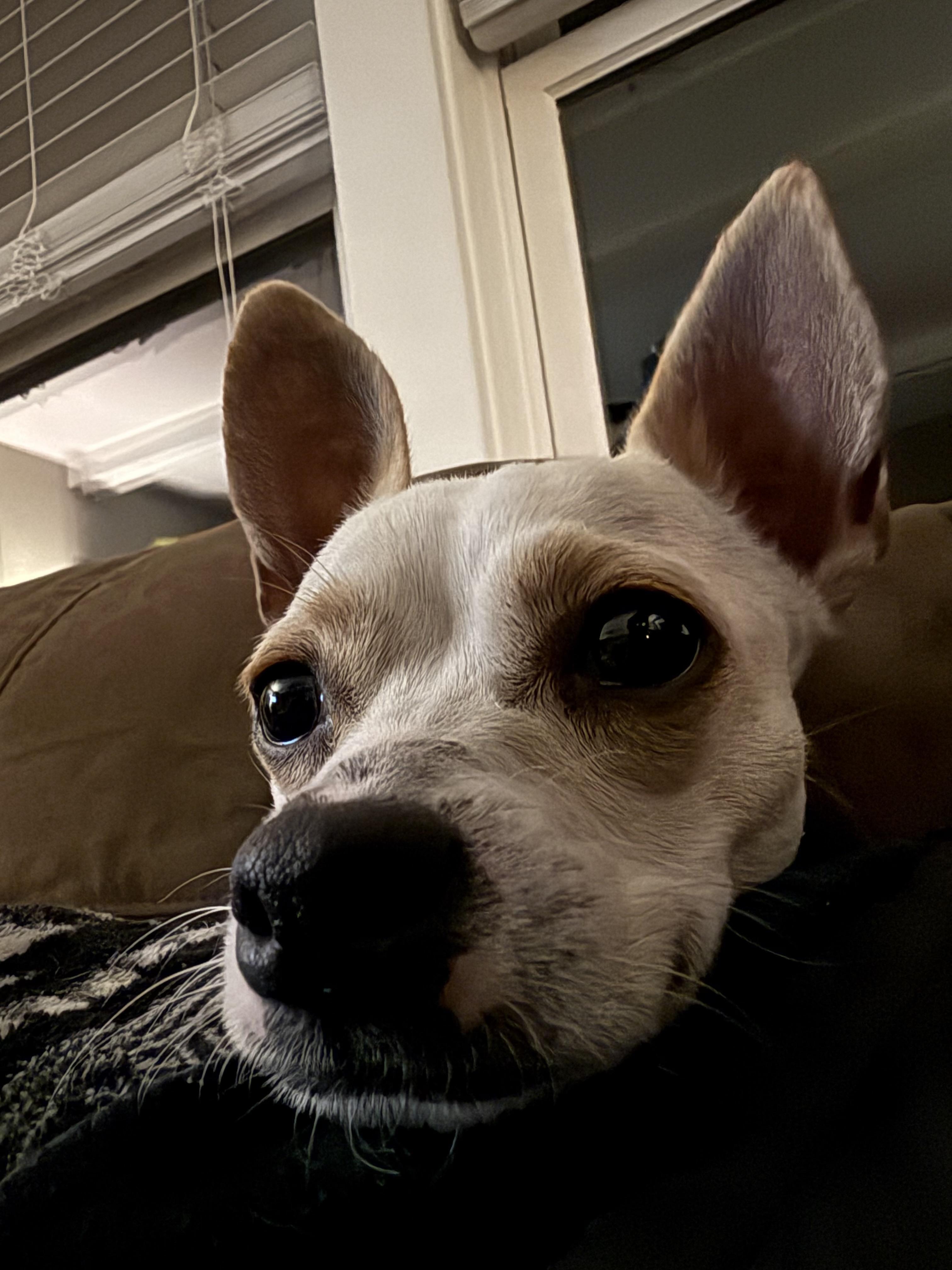 Enlarge Casper, a ADOPTABLE mixed breed in Harrison, NY image 4/6