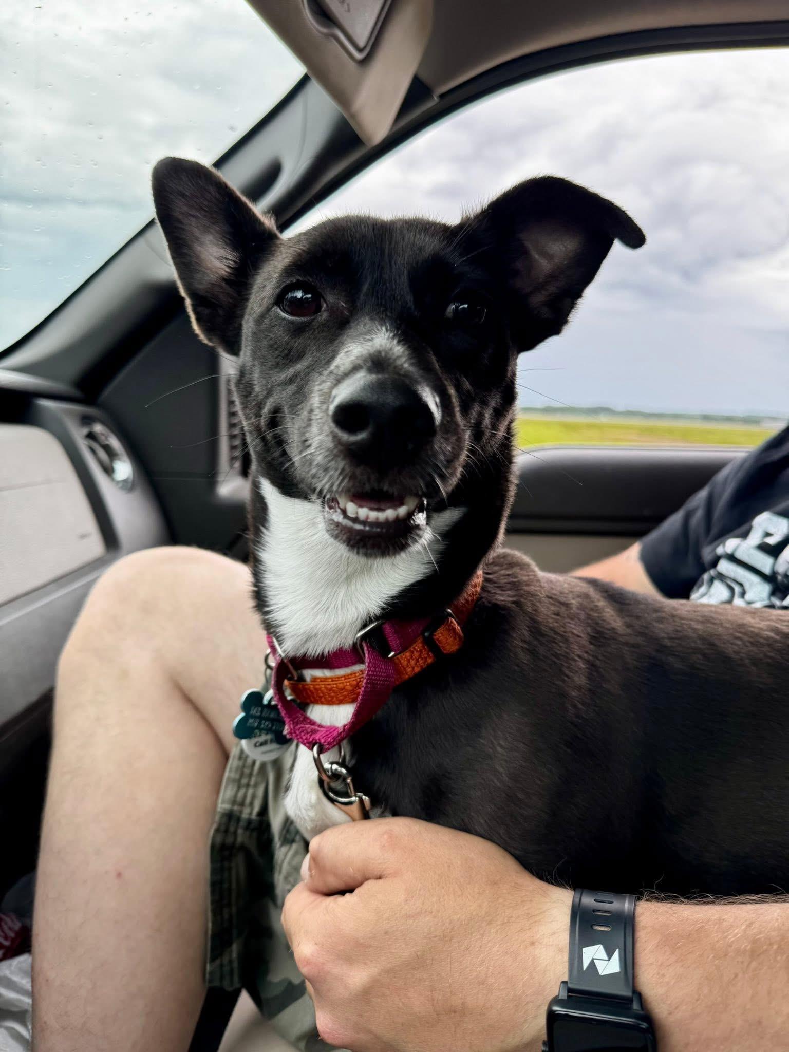 Dutchess, a Adoptable mixed breed in Portland, ME image 5/6