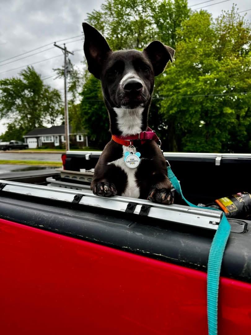 Dutchess, a Adoptable mixed breed in Portland, ME image 6/6