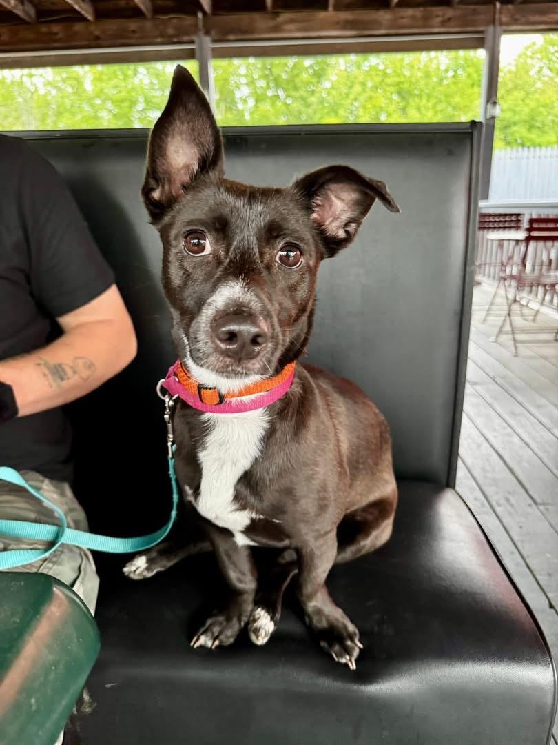 Dutchess, Adoptable, Adult Female Rat Terrier & Black Labrador Retriever.