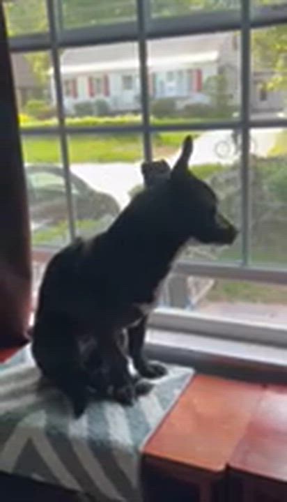 Enlarge Dutchess, a Adoptable mixed breed in Portland, ME video 4/6