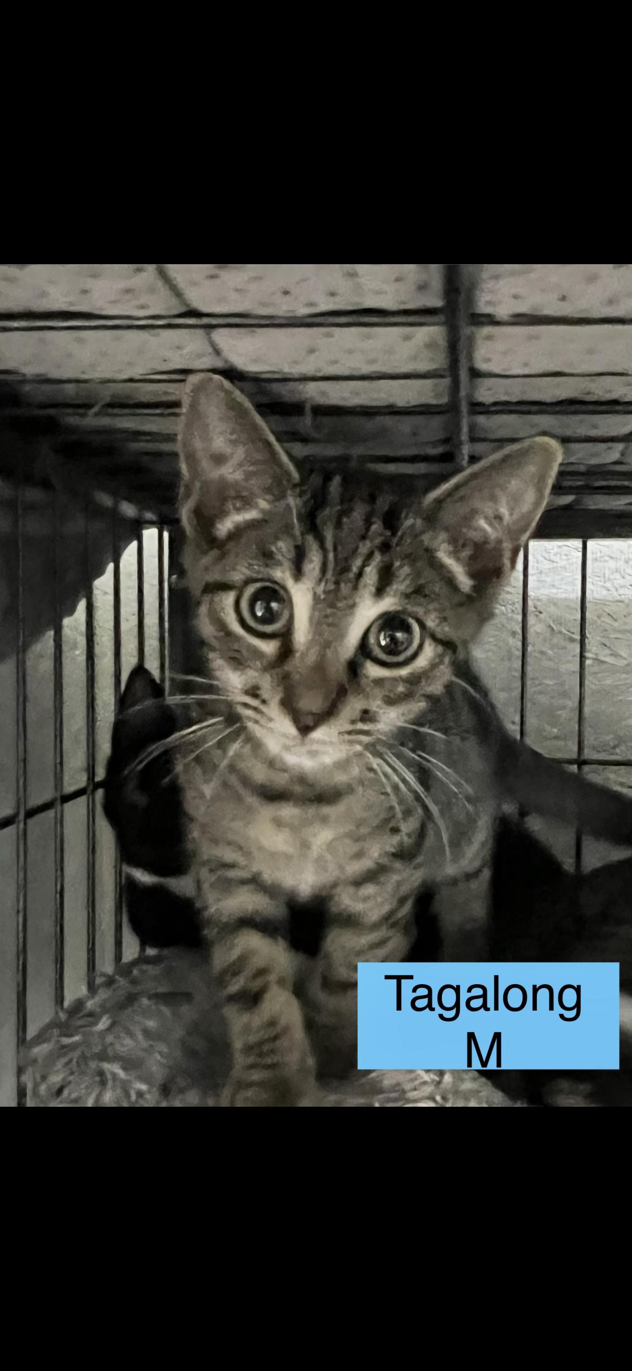 Tagalong, Adoptable, Kitten Male Domestic Short Hair.