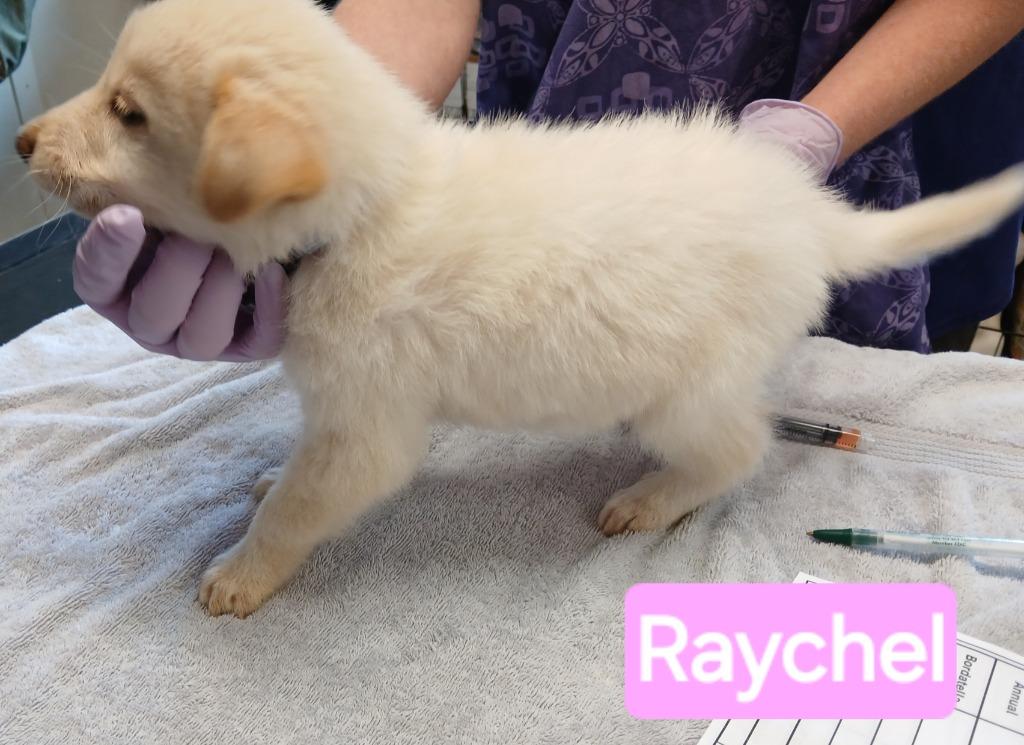 Raychel, Adopted, Puppy Female Australian Cattle Dog / Blue Heeler & Labrador Retriever.