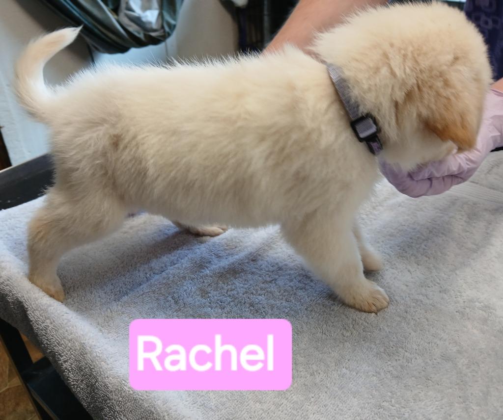 Raychel, a Adopted mixed breed in Mena, AR image 2/4