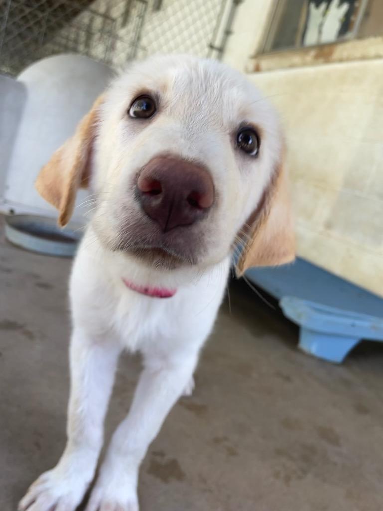 Raychel, a Adopted mixed breed in Mena, AR image 3/4