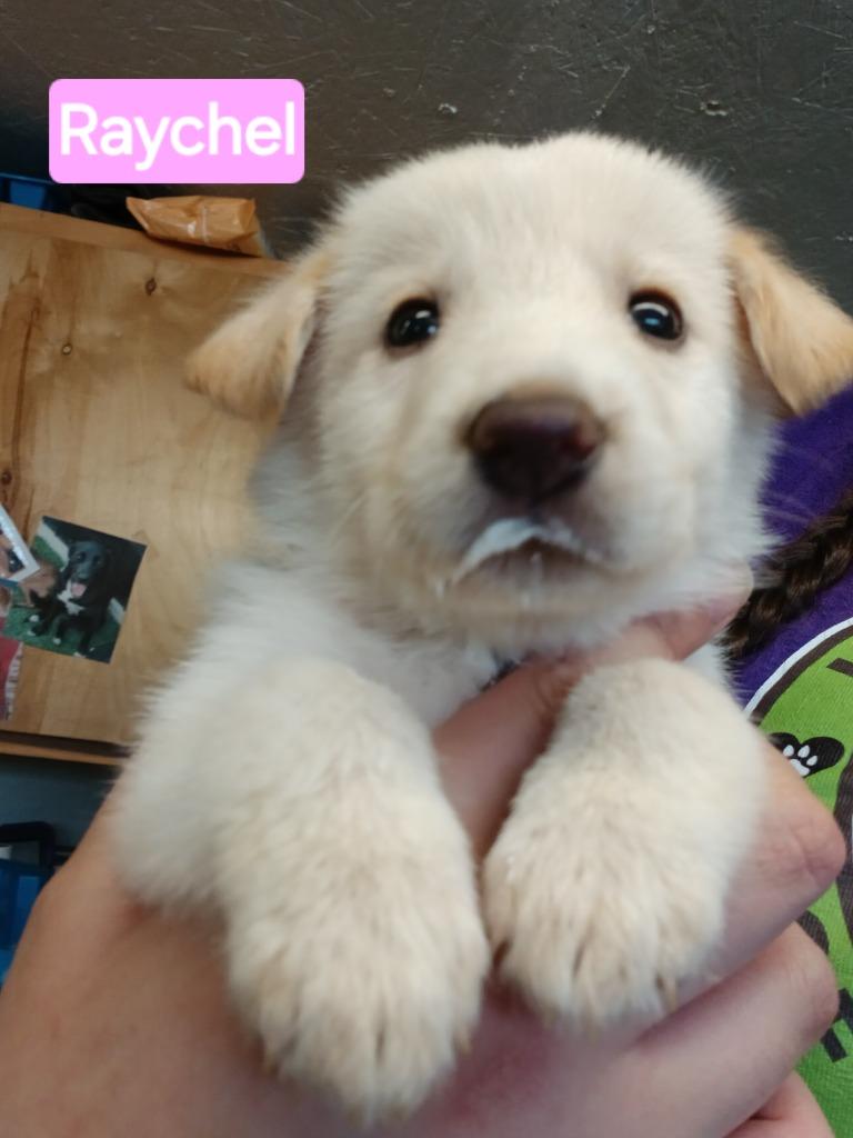 Raychel, a Adopted mixed breed in Mena, AR image 4/4
