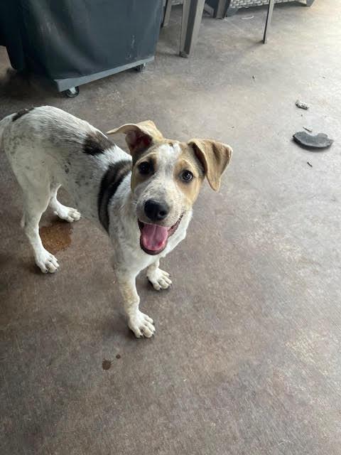 Puppy Paris Australian Cattle Dog / Blue Heeler Dog