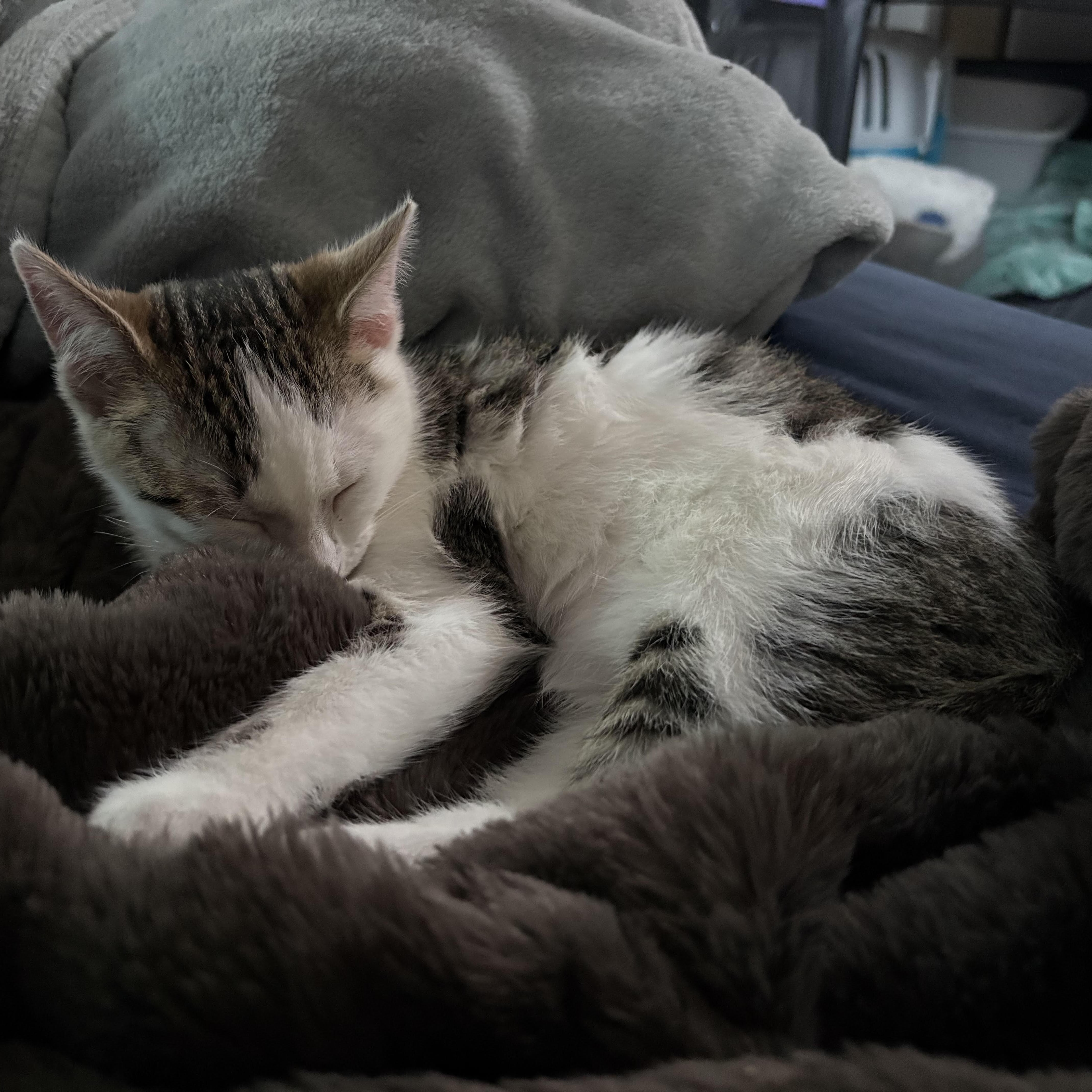 Snoopy, a ADOPTABLE Domestic Short Hair in Davis, CA image 3/5