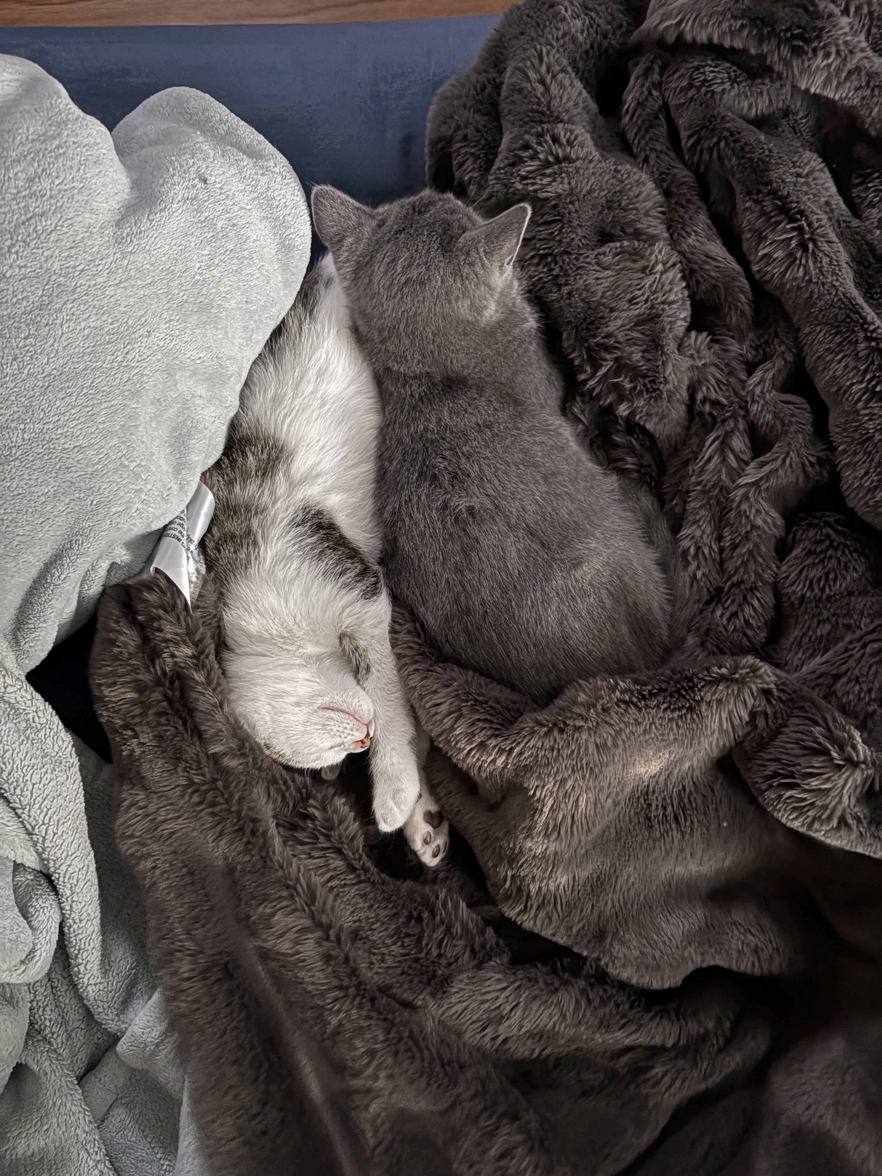 Snoopy, a ADOPTABLE Domestic Short Hair in Davis, CA image 4/5