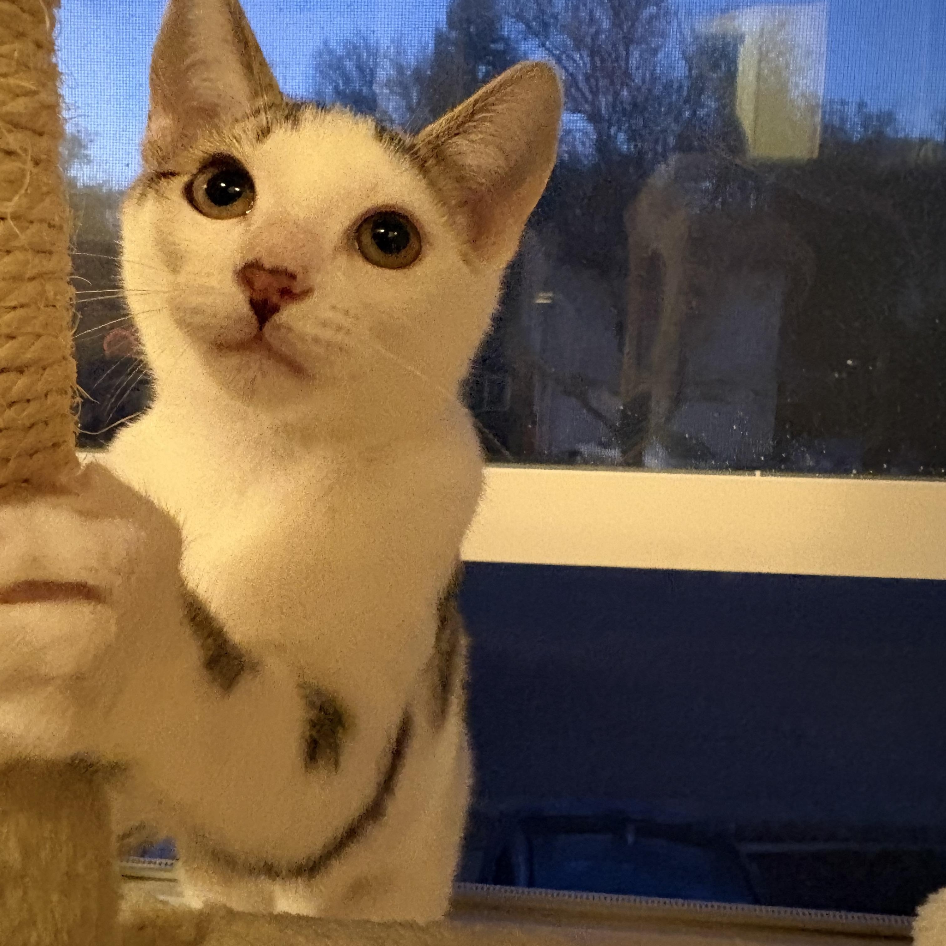 Snoopy, ADOPTABLE, Kitten Male Domestic Short Hair.