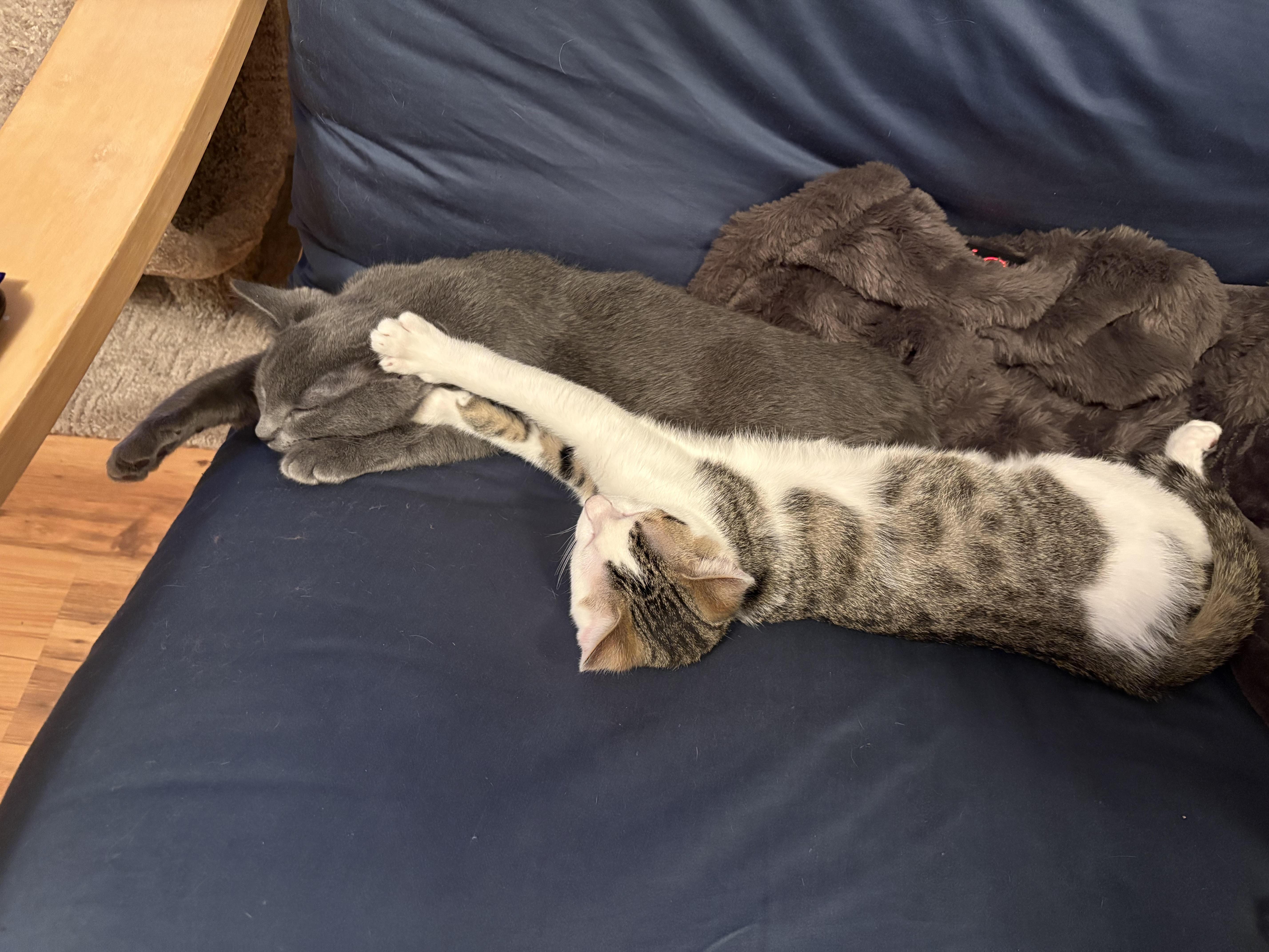 Snoopy, a ADOPTABLE Domestic Short Hair in Davis, CA image 5/5