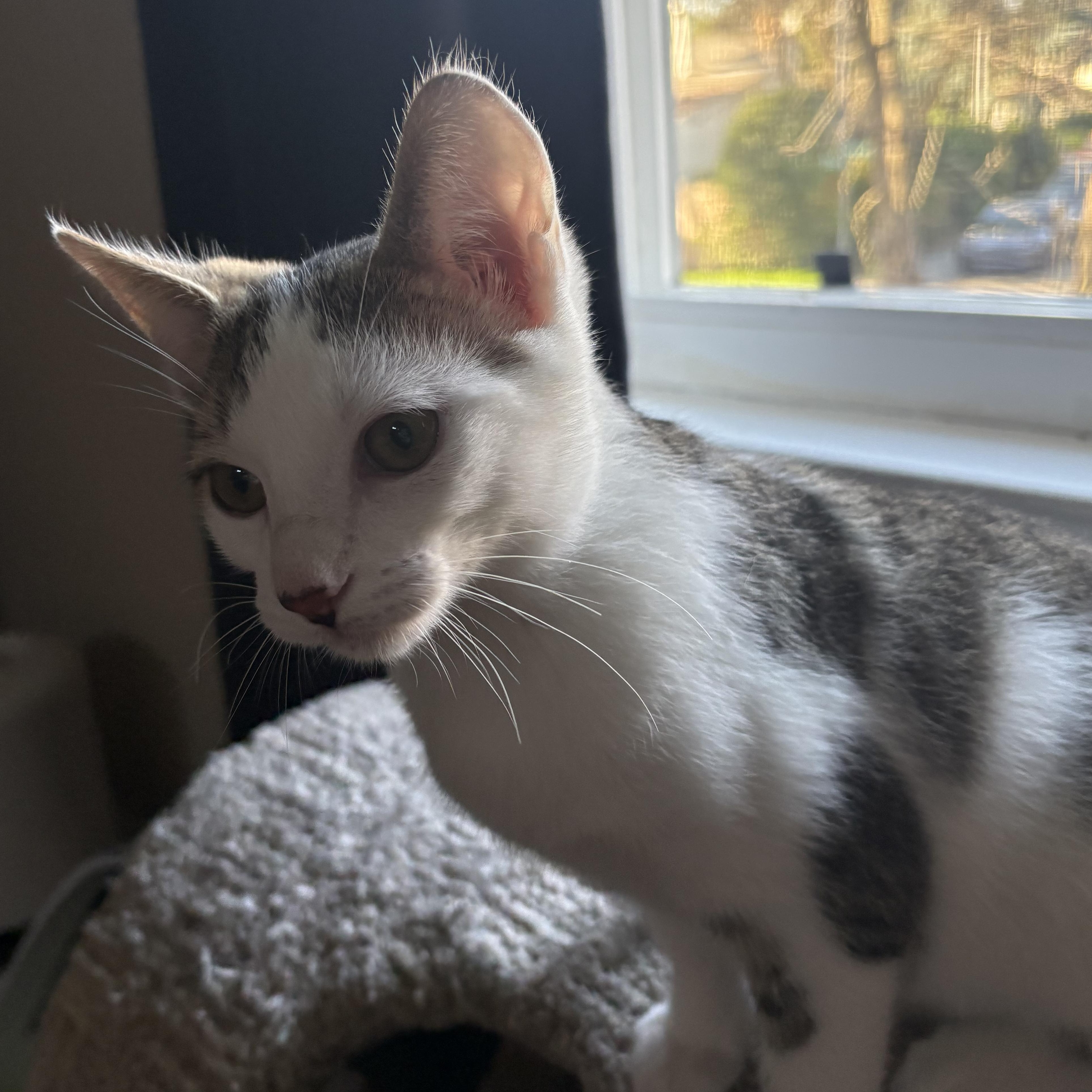 Snoopy, a ADOPTABLE Domestic Short Hair in Davis, CA image 2/5