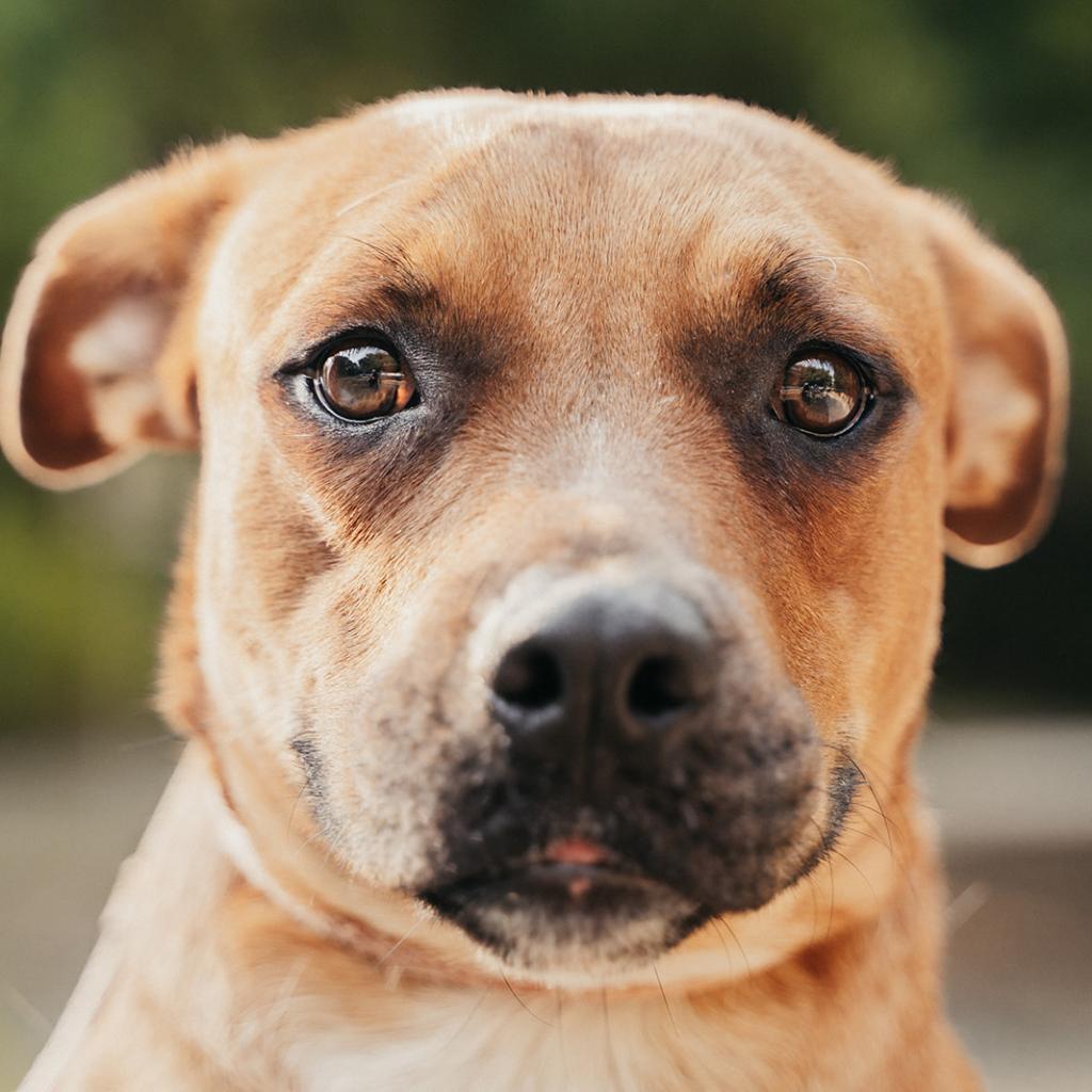 Jeepers, Adoptable, Adult Male Black Mouth Cur.