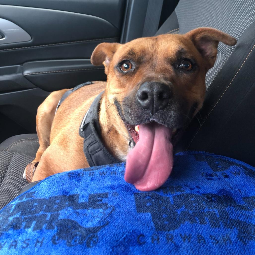 Enlarge Jeepers, a Adoptable mixed breed in San Antonio, TX image 3/6