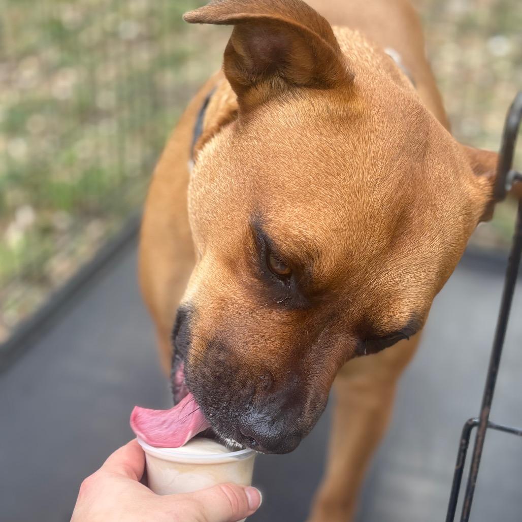 Enlarge Jeepers, a Adoptable mixed breed in San Antonio, TX image 5/6