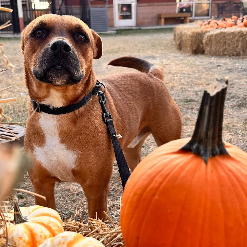 Enlarge Jeepers, a Adoptable mixed breed in San Antonio, TX image 6/6