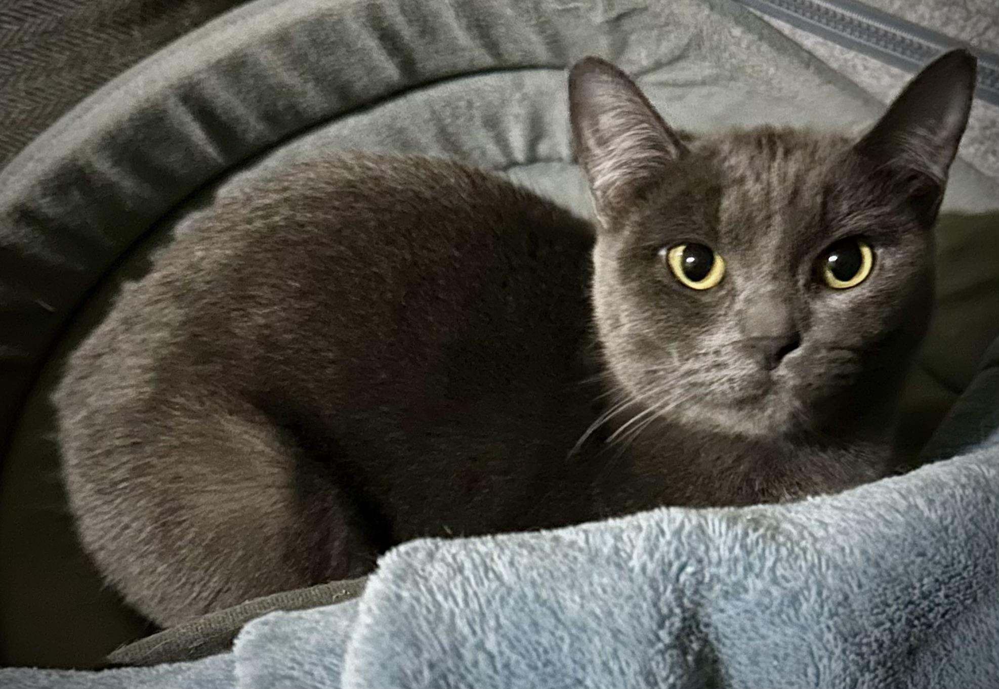 Enlarge Tia, a Adopted Domestic Short Hair in WOODSTOCK, ON image 3/3