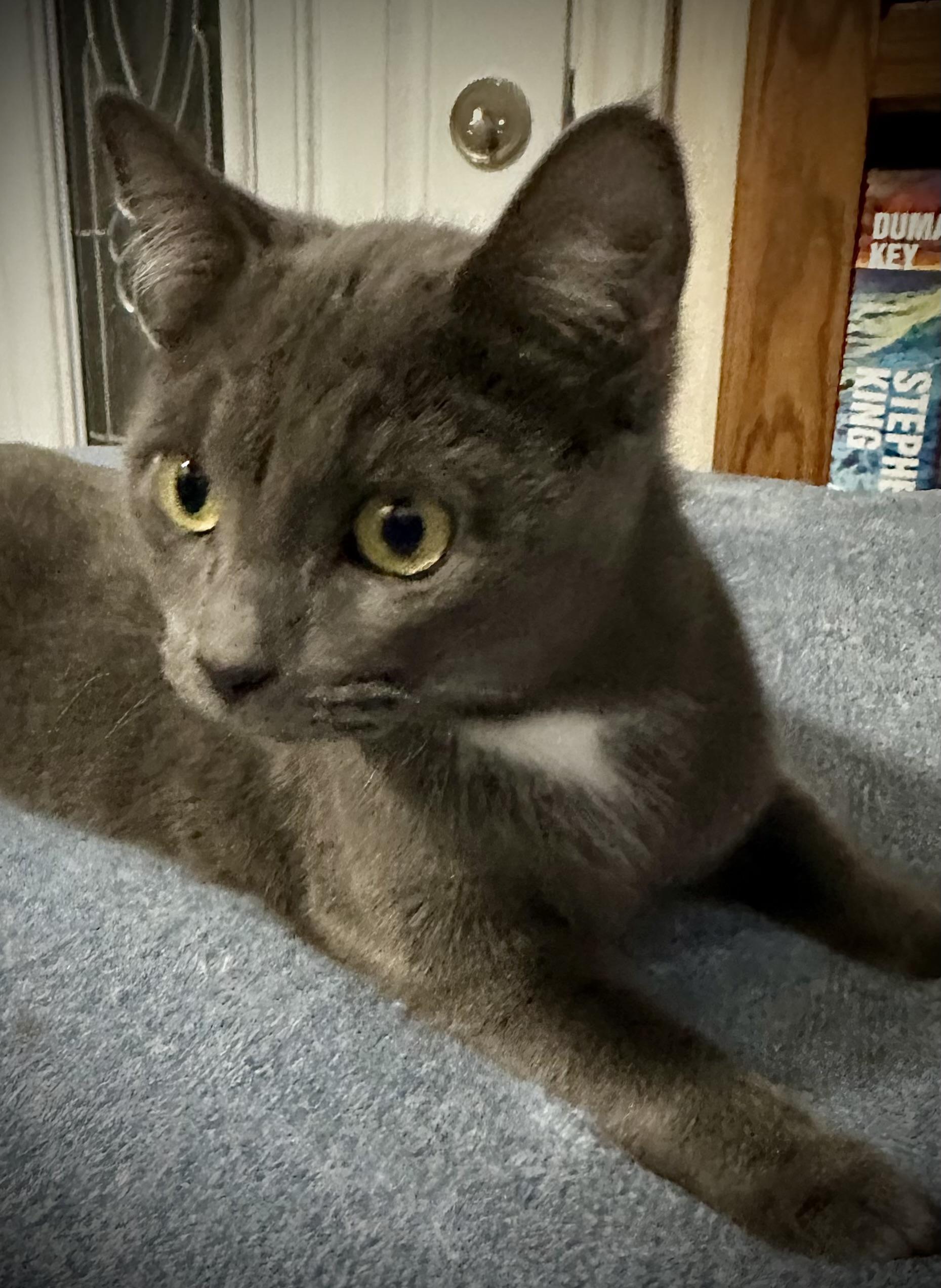 Enlarge Tia, a Adopted Domestic Short Hair in WOODSTOCK, ON image 2/3