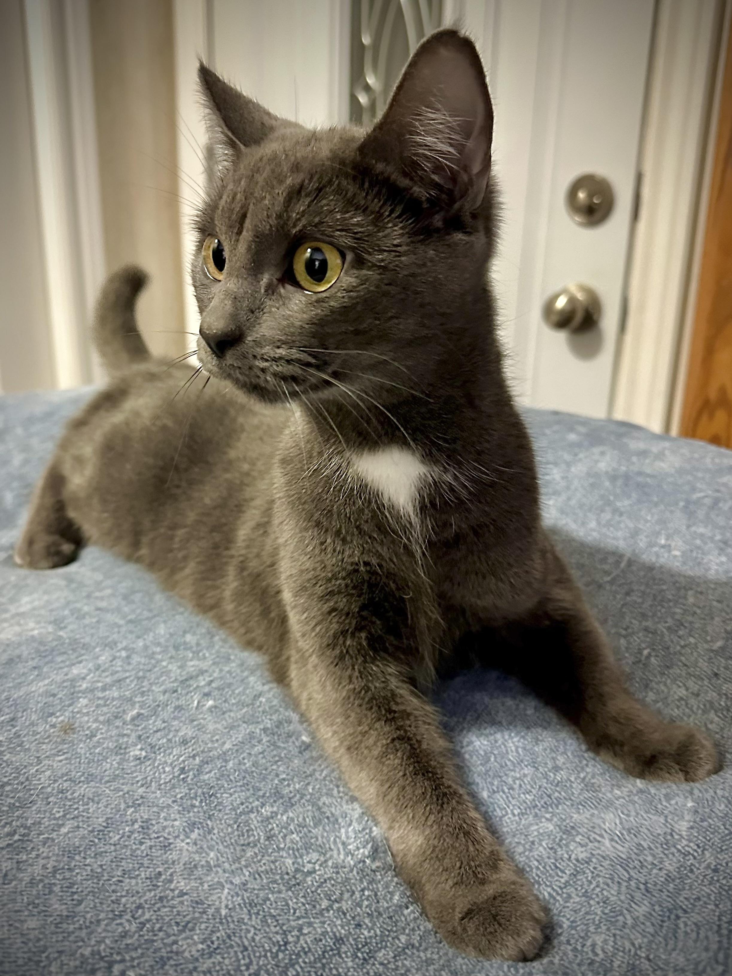 Tia, Adopted, Young Female Domestic Short Hair.