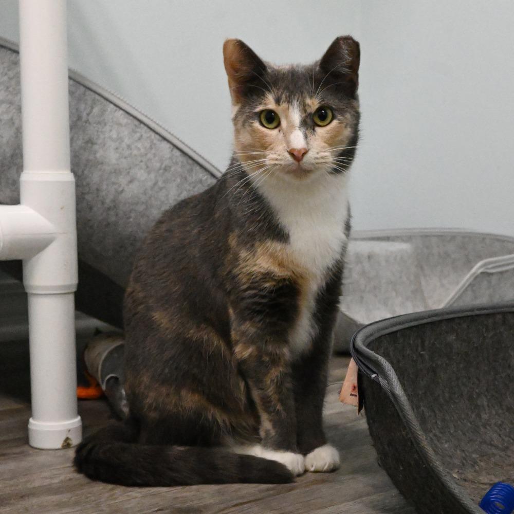 Patches, Adoptable, Adult Female Domestic Short Hair.