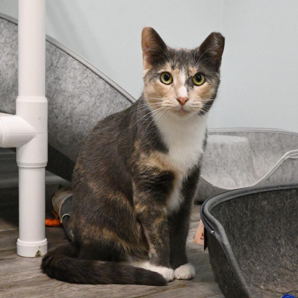 Enlarge Patches, a Adoptable Domestic Short Hair in Mobile, AL image 2/5
