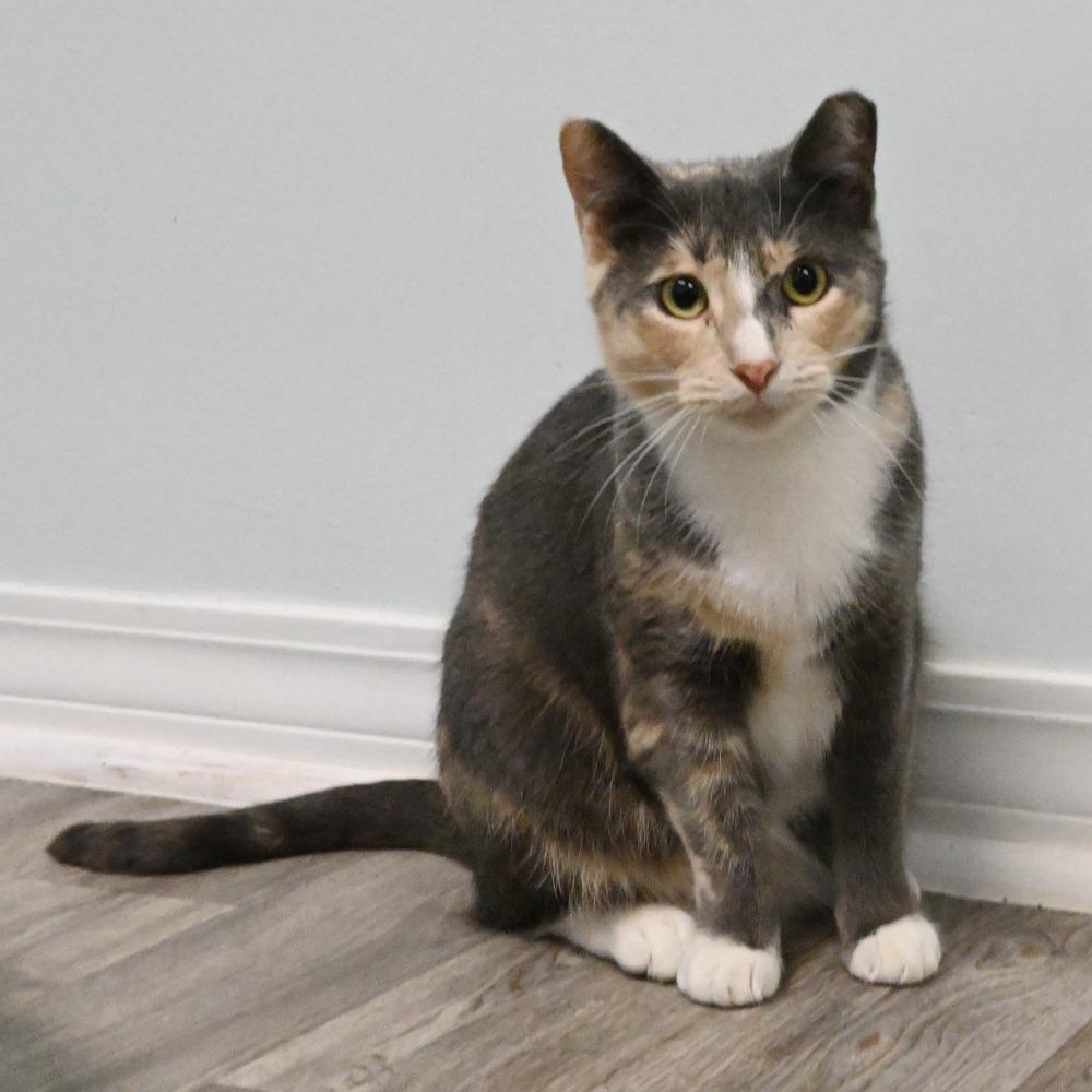 Enlarge Patches, a Adoptable Domestic Short Hair in Mobile, AL image 3/5
