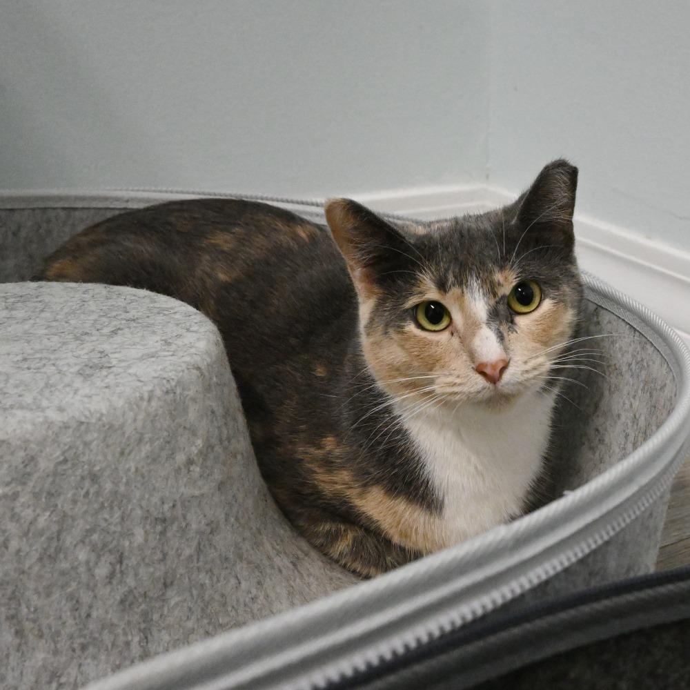 Enlarge Patches, a Adoptable Domestic Short Hair in Mobile, AL image 4/5