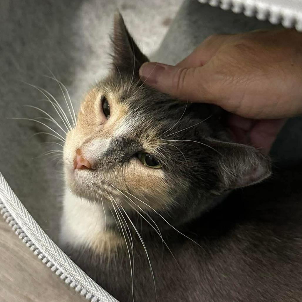 Enlarge Patches, a Adoptable Domestic Short Hair in Mobile, AL image 5/5