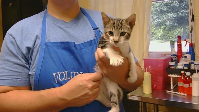 Enlarge CHAOS, a Adoptable Domestic Short Hair in Cookeville, TN image 1/1