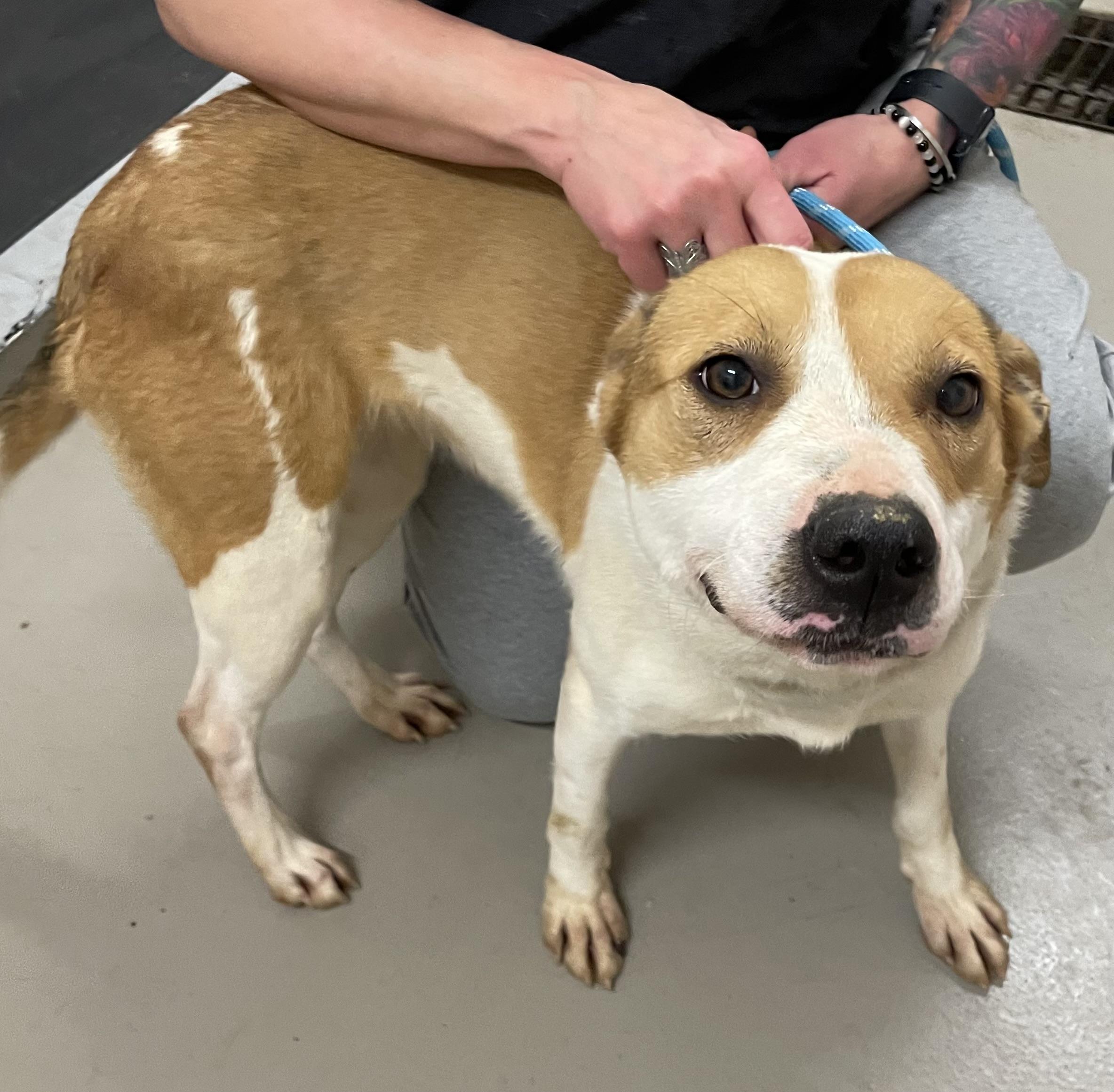 Enlarge Union AVAILABLE , a ADOPTABLE Australian Cattle Dog / Blue Heeler in Canton, OH image 4/5