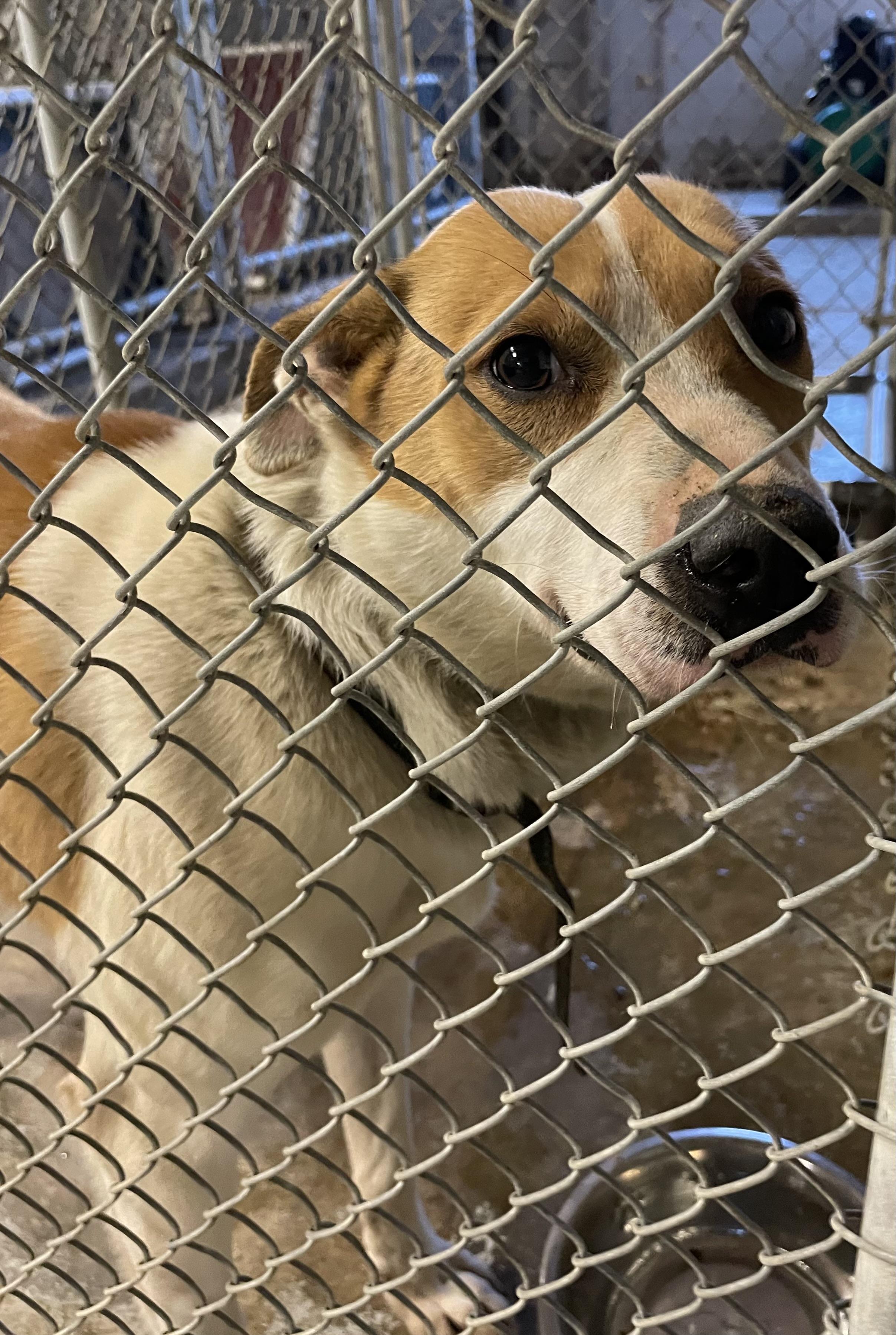 Enlarge Union AVAILABLE , a ADOPTABLE Australian Cattle Dog / Blue Heeler in Canton, OH image 5/5
