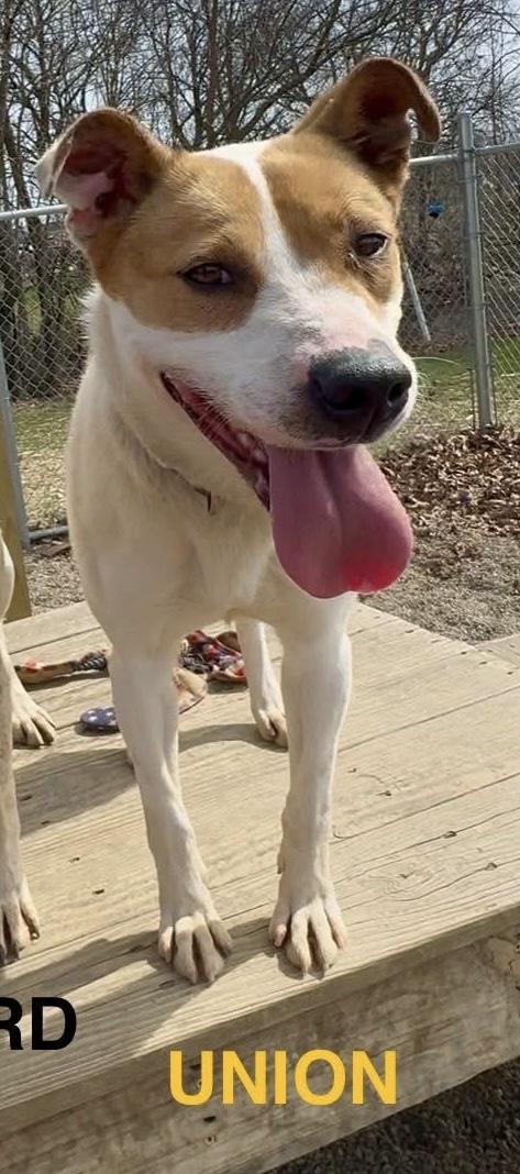 Enlarge Union AVAILABLE , a ADOPTABLE Australian Cattle Dog / Blue Heeler in Canton, OH image 1/5