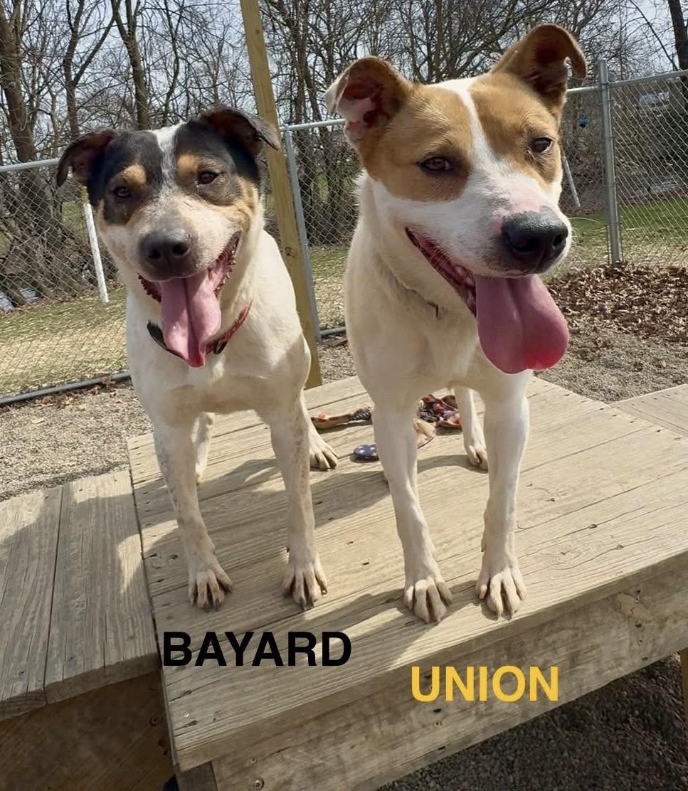 Enlarge Union AVAILABLE , a ADOPTABLE Australian Cattle Dog / Blue Heeler in Canton, OH image 2/5