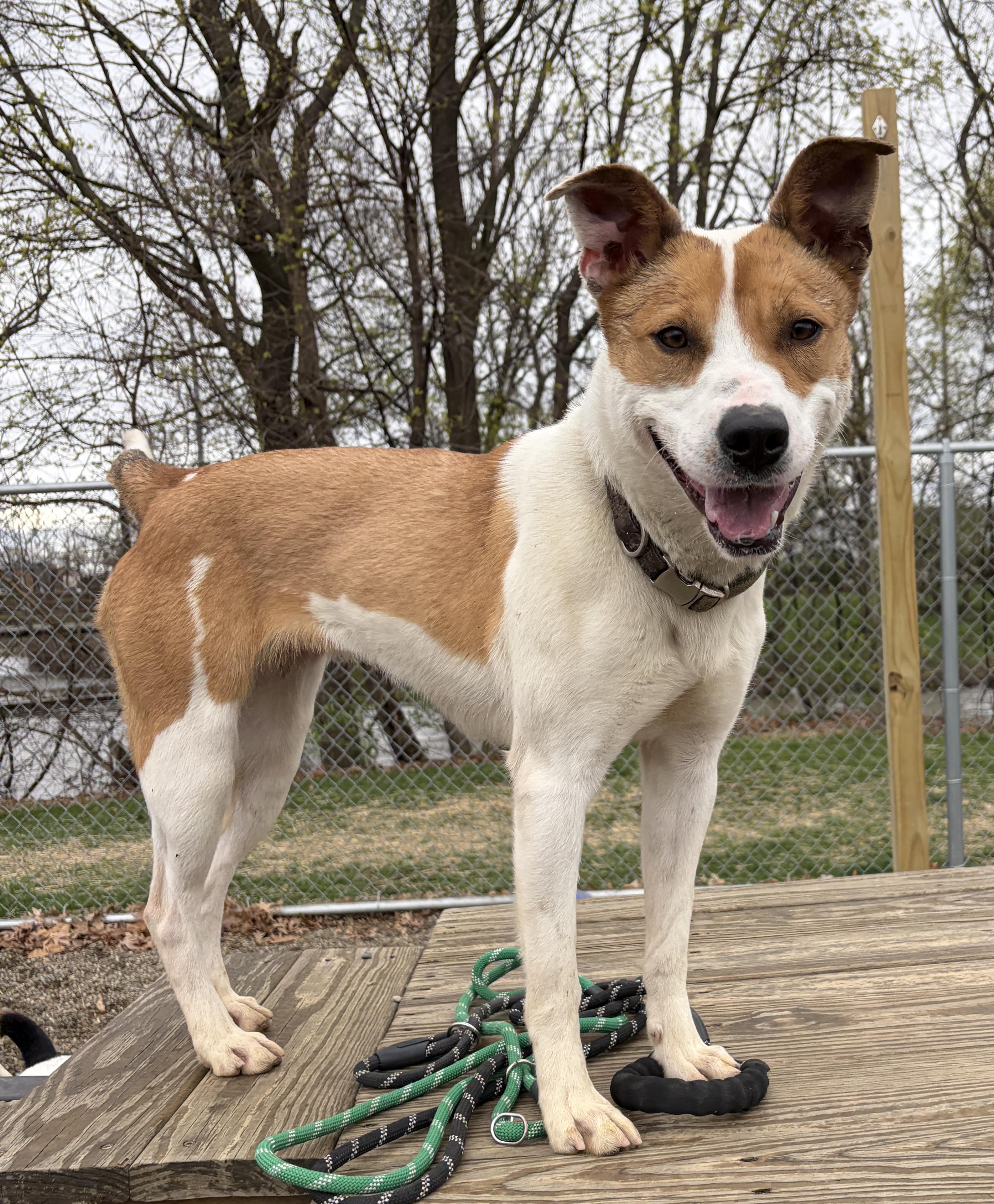 Enlarge Union AVAILABLE , a ADOPTABLE Australian Cattle Dog / Blue Heeler in Canton, OH image 1/5