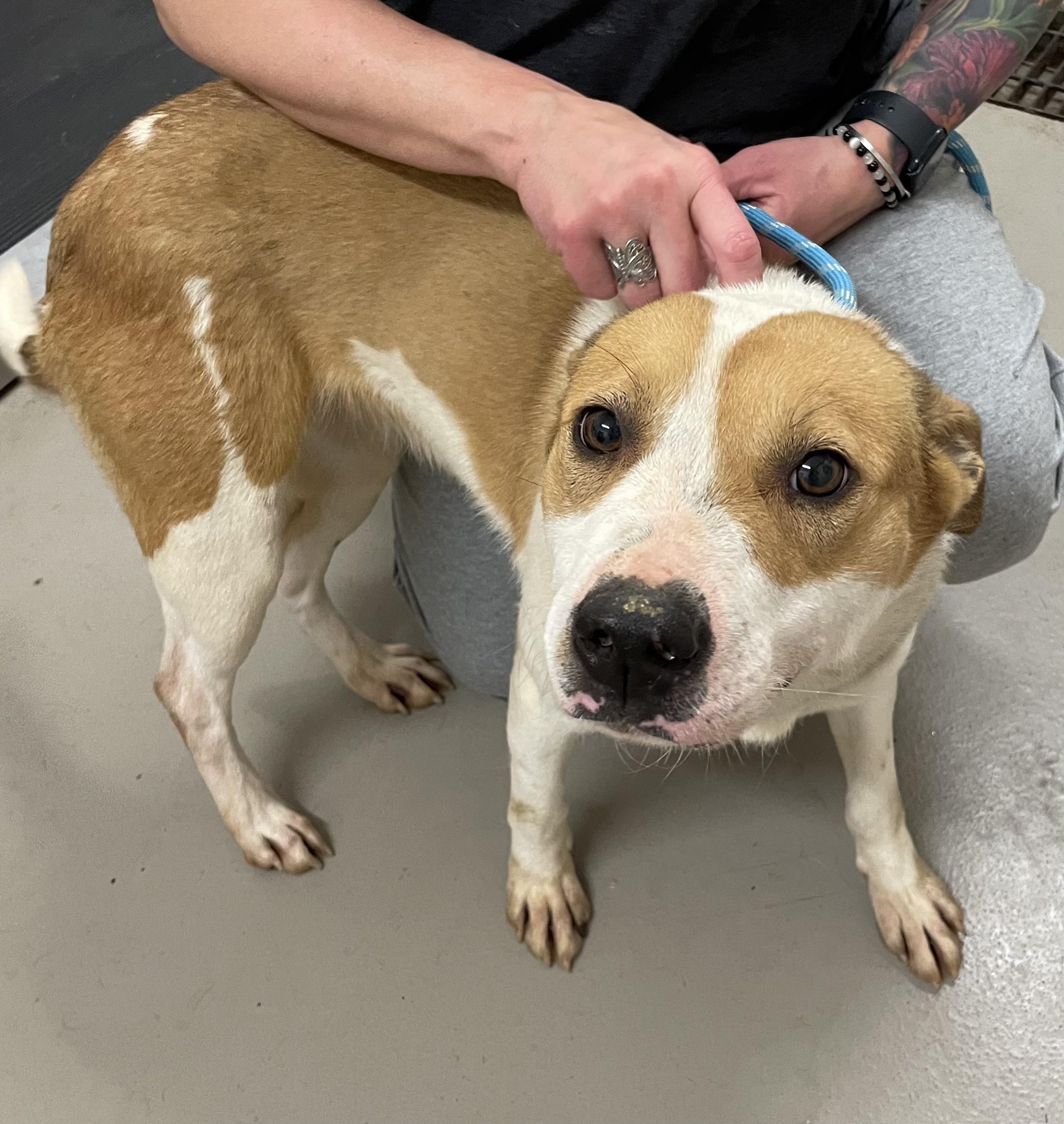 Enlarge Union AVAILABLE , a ADOPTABLE Australian Cattle Dog / Blue Heeler in Canton, OH image 3/5