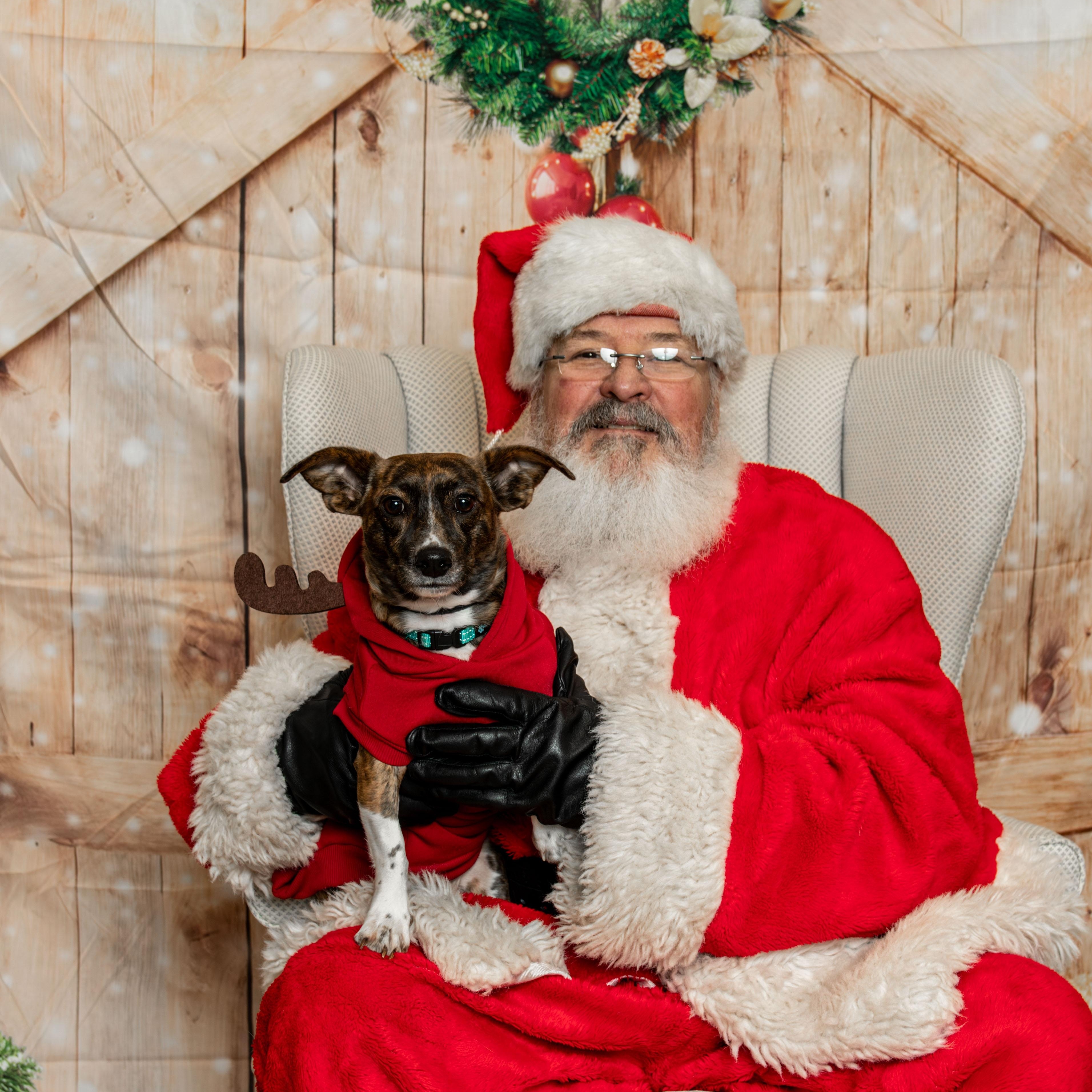 Enlarge Pumpkin, an adoptable mixed breed in Knoxville, TN image 1/6