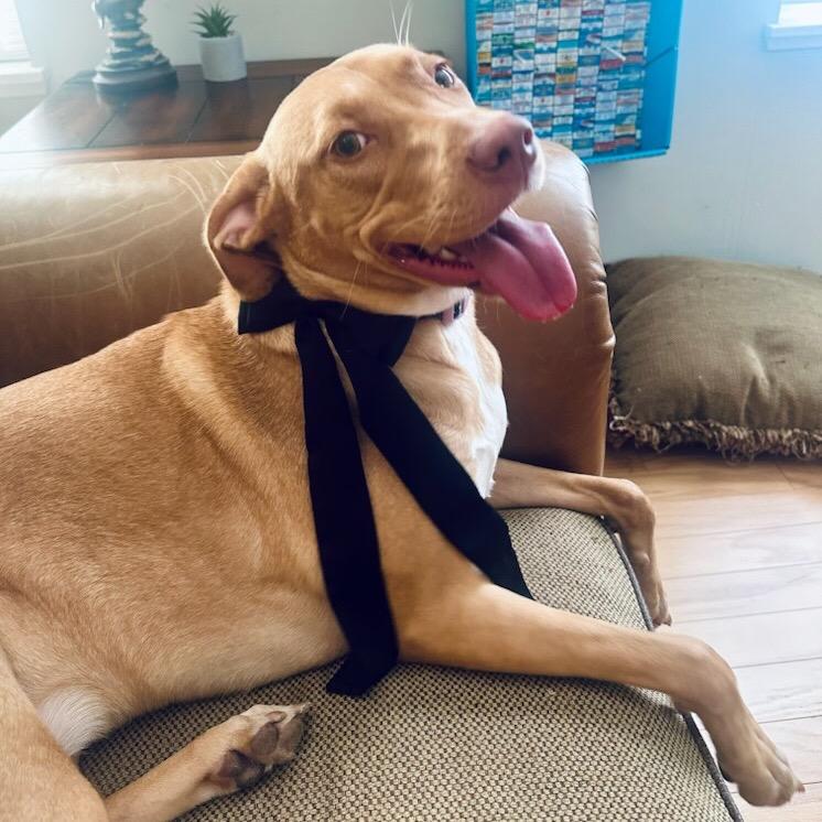 Moana, Adoptable, Adult Female Yellow Labrador Retriever.