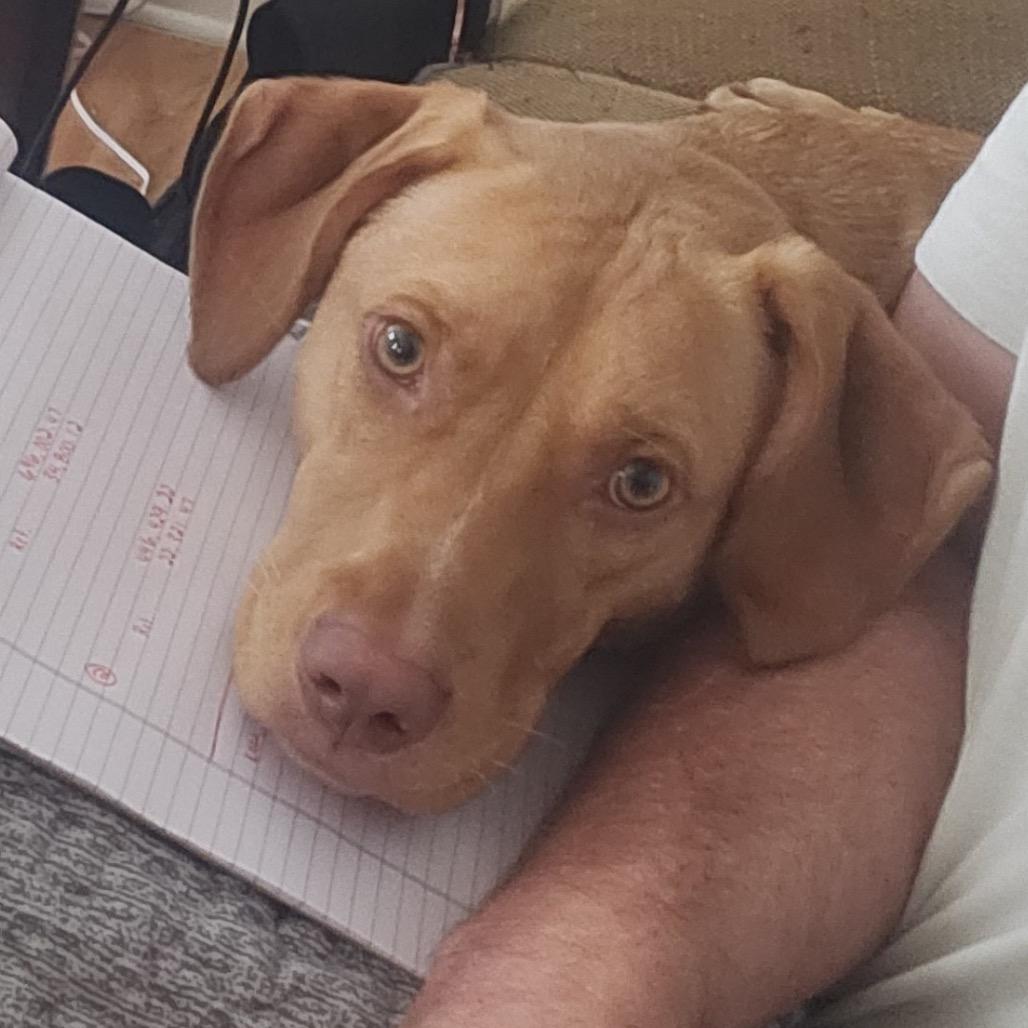 Moana, a Adoptable Yellow Labrador Retriever in Hohenwald, TN image 2/3