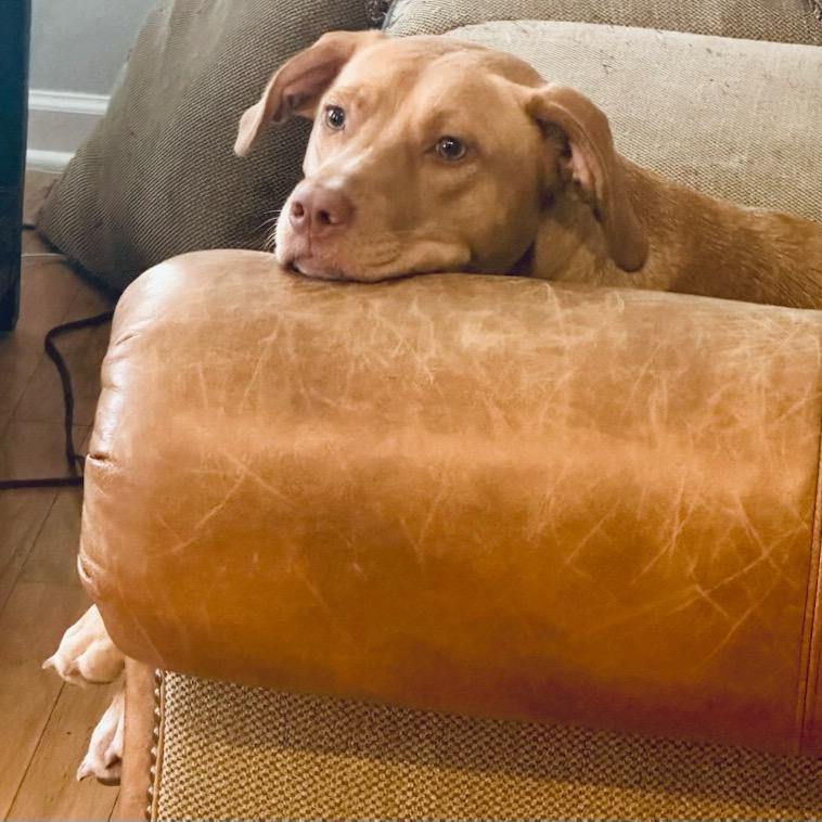 Moana, a Adoptable Yellow Labrador Retriever in Hohenwald, TN image 3/3