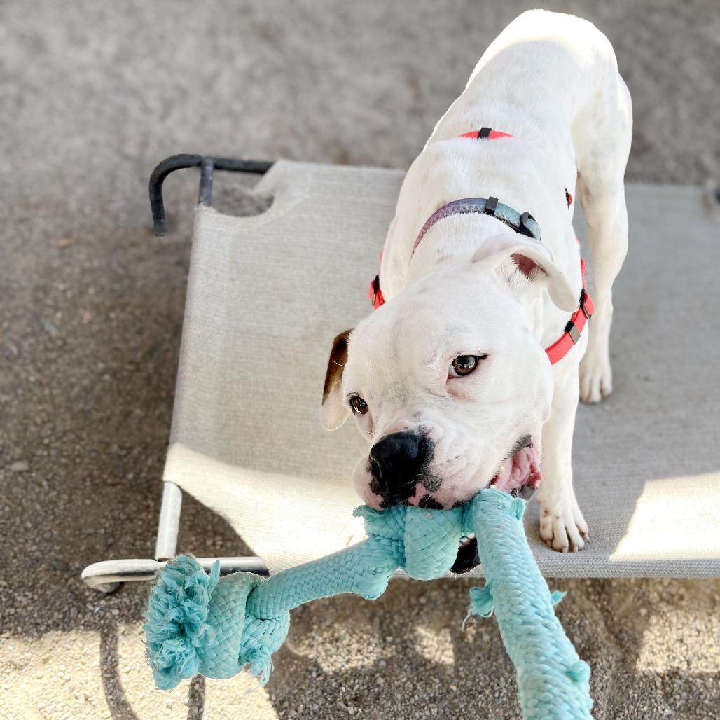Enlarge Littles, a Adoptable mixed breed in Albuquerque, NM image 1/6