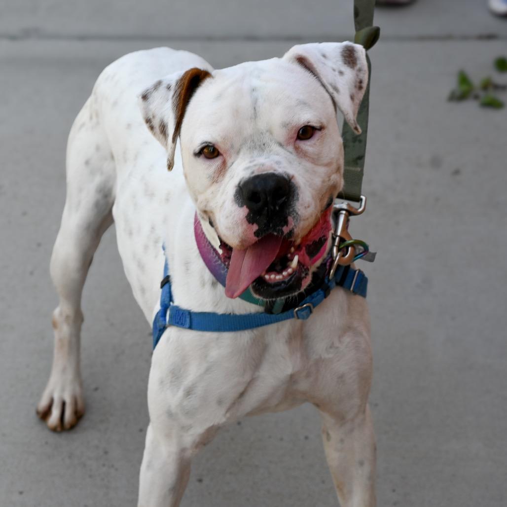 Enlarge Littles, a Adoptable mixed breed in Albuquerque, NM image 2/6