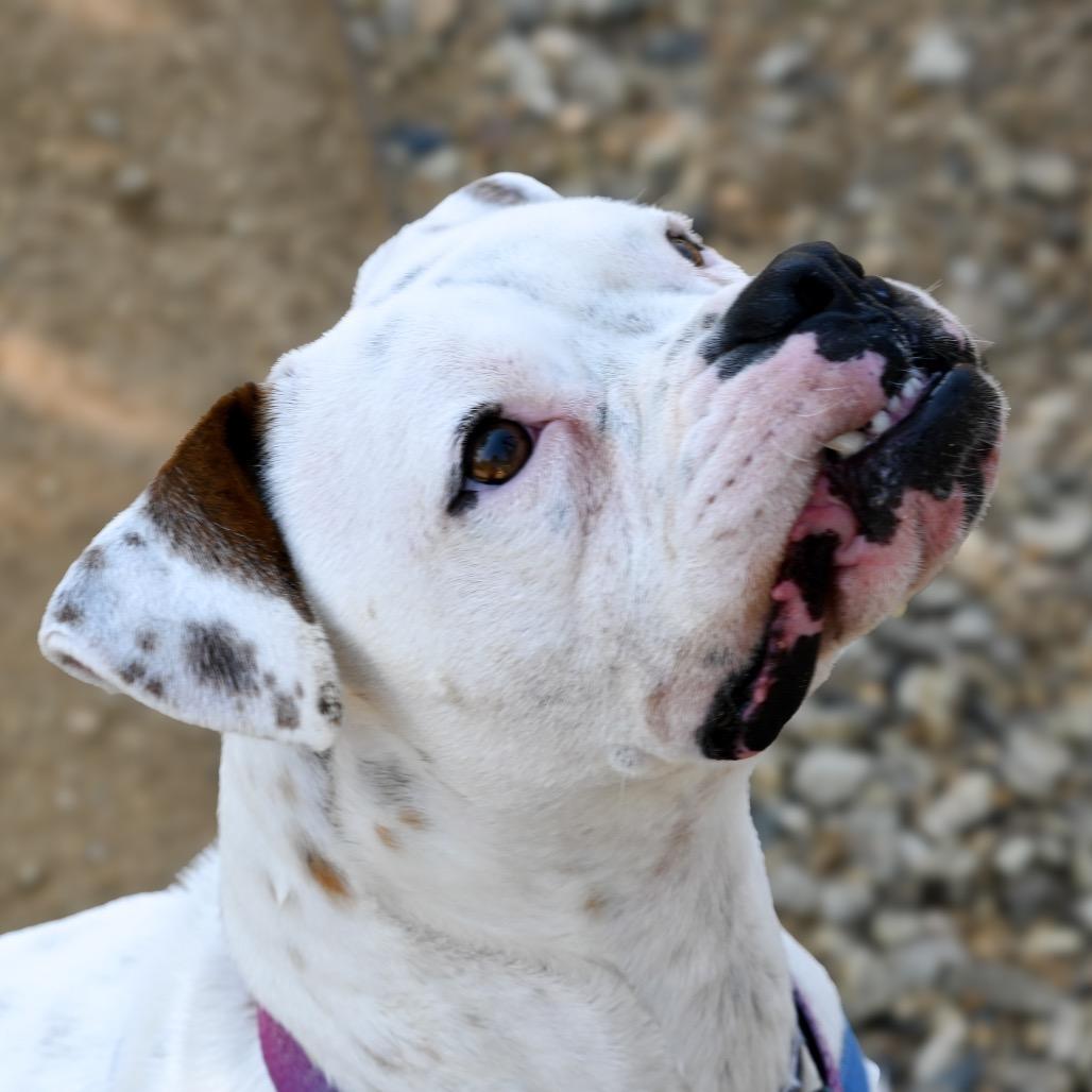 Enlarge Littles, a Adoptable mixed breed in Albuquerque, NM image 3/6